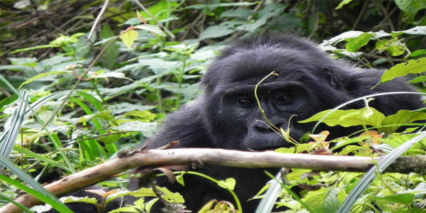 fascinating new gorilla family