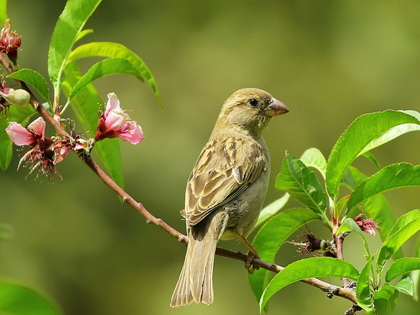 Birding experience Bwindi Impenetrable