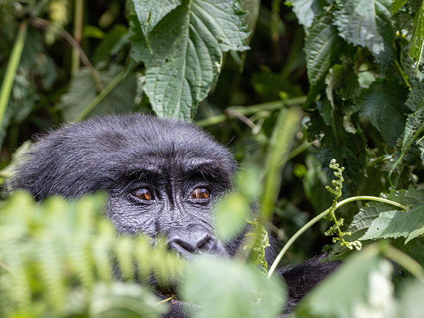 Bwindi Gorilla Habituation Experience