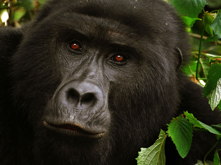 Rushanga Sector Gorilla Group