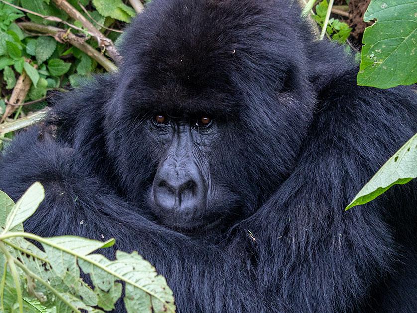 Plan Bwindi gorilla tracking